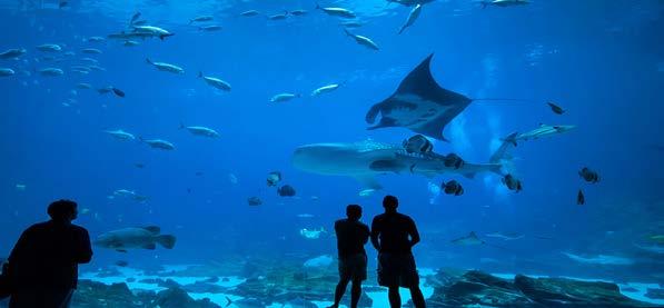 FULL DAY SEA LIFE SYDNEY AQUARIUM ΕΝΥΔΡΕΙΟ ΤΟΥ ΣΥΔΝΕΫ Έναρξη: 09:30 Διάρκεια: 8.5 ώρες Περάστε μια ημέρα ανακαλύψεων καθώς εξερευνούμε την υδρόβια ζωή στο SEA LIFE Sydney Aquarium.