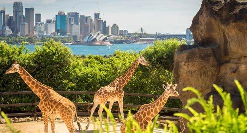 ZOO EXPRESS CRUISE WITH SKY SAFARI CA- BLE CAR ΜΙΑ ΜΕΡΑ ΜΕ ΤΑ ΖΩΑ Έναρξη: 09:30 Διάρκεια: 7 ώρες Ελάτε μαζί μας και θαυμάστε την εκπληκτική άγρια φύση της Αυστραλίας, συμπεριλαμβανομένων των Koalas