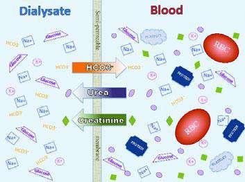 www.uremic-toxins.org Plasma and /or tissue concentration of the compound should be higher in uremic patients.