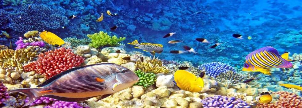 01/05-30/06 Standard All Inclusive 485 675 Savoy Sharm 5* 01/05-30/06 Garden View Πρωινό 485 675 Jaz