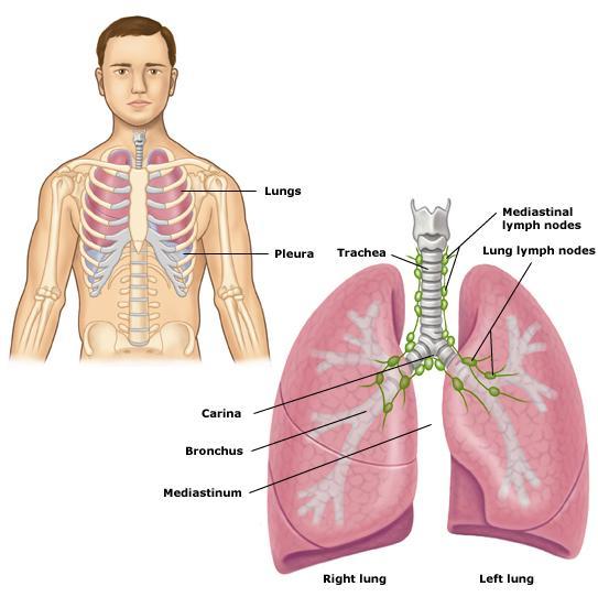 1.1Background 1.1.1Anatomy The lungs are the essential organs of respiration; they are two in number, placed one on either side within the thorax, and separated from each other by the heart and other