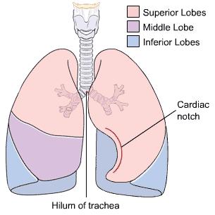 Figure 1.2: Lung Lobes, the right lung is composed of three lobes: upper, middle and lower. The left lung is composed of two lobes. 1.2 Lung Cancer Lung cancer is one of the commonest malignant tumours for both men and women in developed countries and an increasing problem in developing countries.