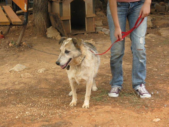 Τα κουταβάκια τα παράτησαν έξω από κτηνιατρείο.