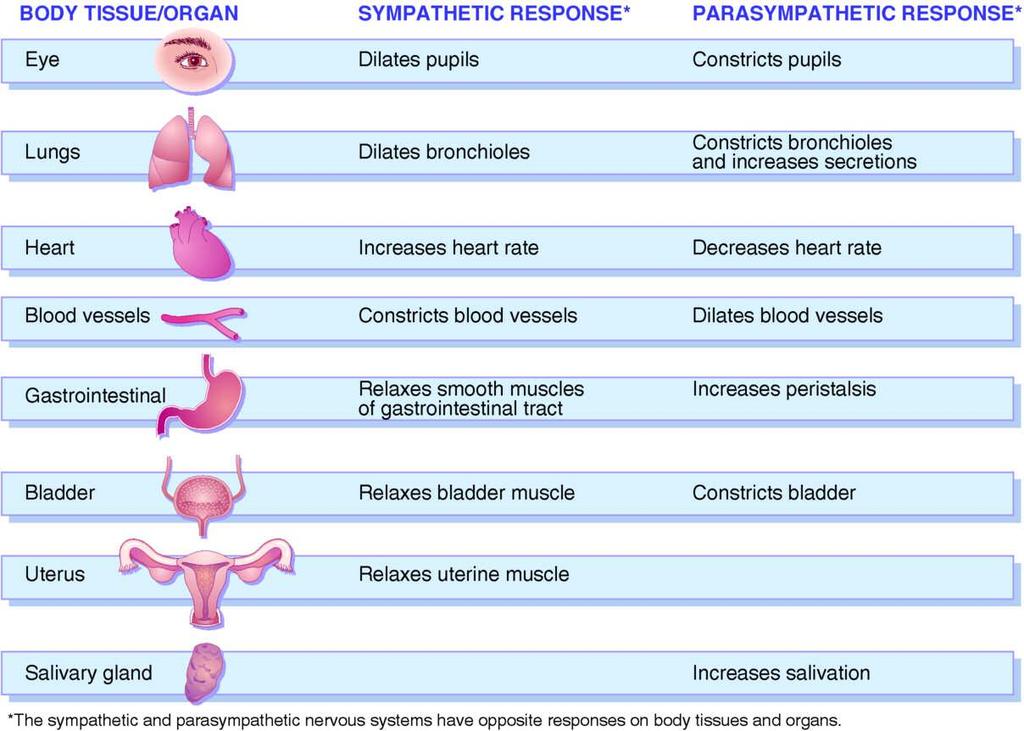 . Sympathetic and