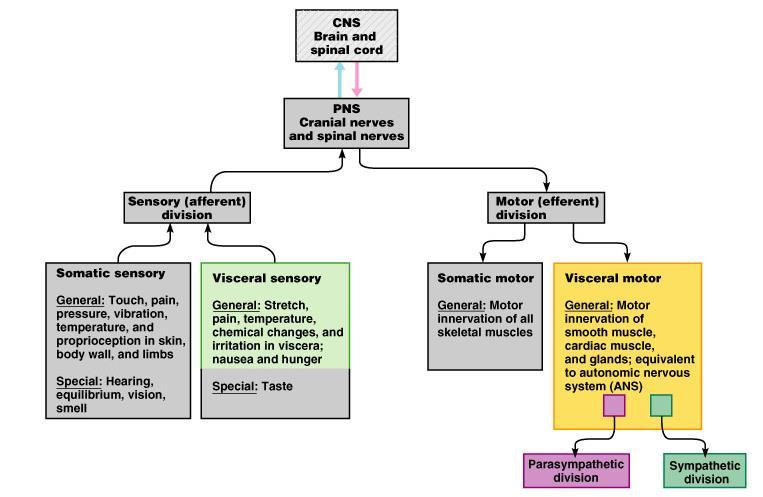 ΝΕΥΡΙΚΟ ΣΥΣΤΗΜΑ Sympathetic divisi Αισθητικοι προσαγωγοι νευρώνες ΠΝΣ Κρανιακα νευρα Νευρα Νωτιαιου Μυελου Π Κινητικοι απαγωγοι νευρωνες Σωματικο Συστημα Γενικα πονος, αφη, πιεση, θερμοκρασια, κλπ