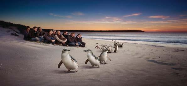PENGUINS N CITY - 27/12/2018 (ΠΕΡΙΛΑΜΒΑΝΕΤΑΙ) DANDENONG RANGES ΝΗΣΙΑ PHILLIP & CHURCHILL Έναρξη: 08:00 Διάρκεια: 15 ώρες (Καλοκαίρι) 13 ώρες (Χειμώνα) Ένας φανταστικός συνδυασμός δύο περιηγήσεων.
