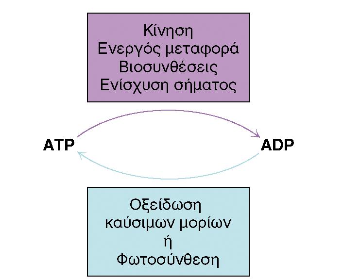 Η οξείδωση των καύσιμων οργανικών μορίων είναι η πηγή κυτταρικής ενέργειας Η συνολική ποσότητα ATP στο σώμα είναι ~100g.