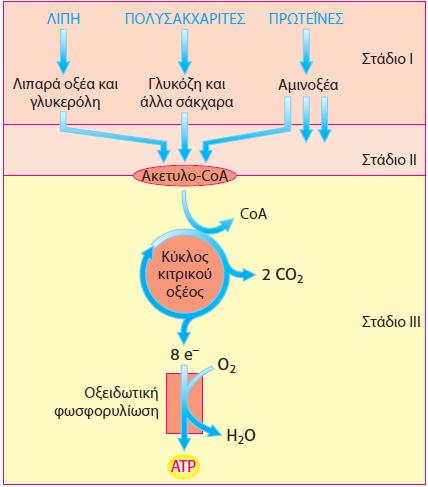 Στάδια εξαγωγής ενέργειας από τα τρόφιμα Αποκοιδόμηση μακρομορίων, Οξείδωση των δομικών μονάδων (λιπ. οξέα, γλυκόζη, αμινοξέα) σε Ακετυλο-CoA.