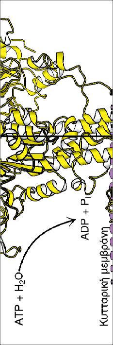 Τα ένζυμα μπορεί να μετασχηματίζουν ενέργεια από μια μορφή σε άλλη ATPάση Ca 2+ Σε πολλές αντιδράσεις