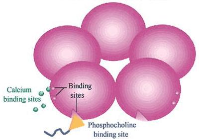 C-αντιδρώσα πρωτεϊνη (C-reactive protein;crp) Η CRP είναι πρωτεΐνη (β-σφαιρίνη) που αποτελείται από πέντε υπομονάδες (πολυπεπτίδια) των 206 αμινοξέων που διατάσσονται συμμετρικά γύρω από ένα κεντρικό