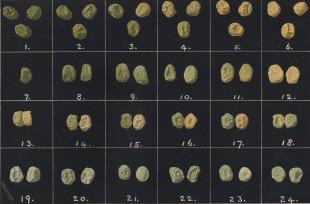 εικόνα από Weldon (1902) Mendel s laws of alternative inheritance in peas,