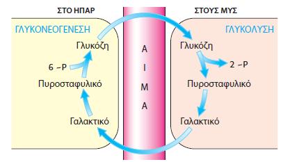 Κύκλος των Cori.