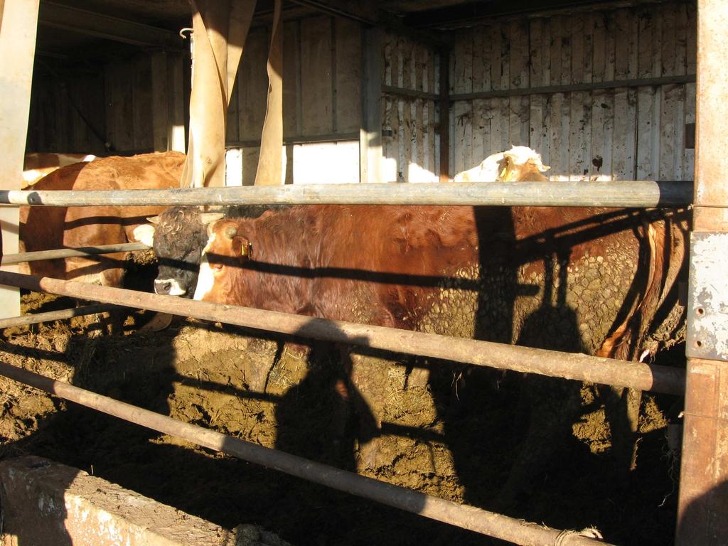 Foto 2: Particolare box vitelloni con i tre esemplari che erano fuoriusciti sul paddock esterno.