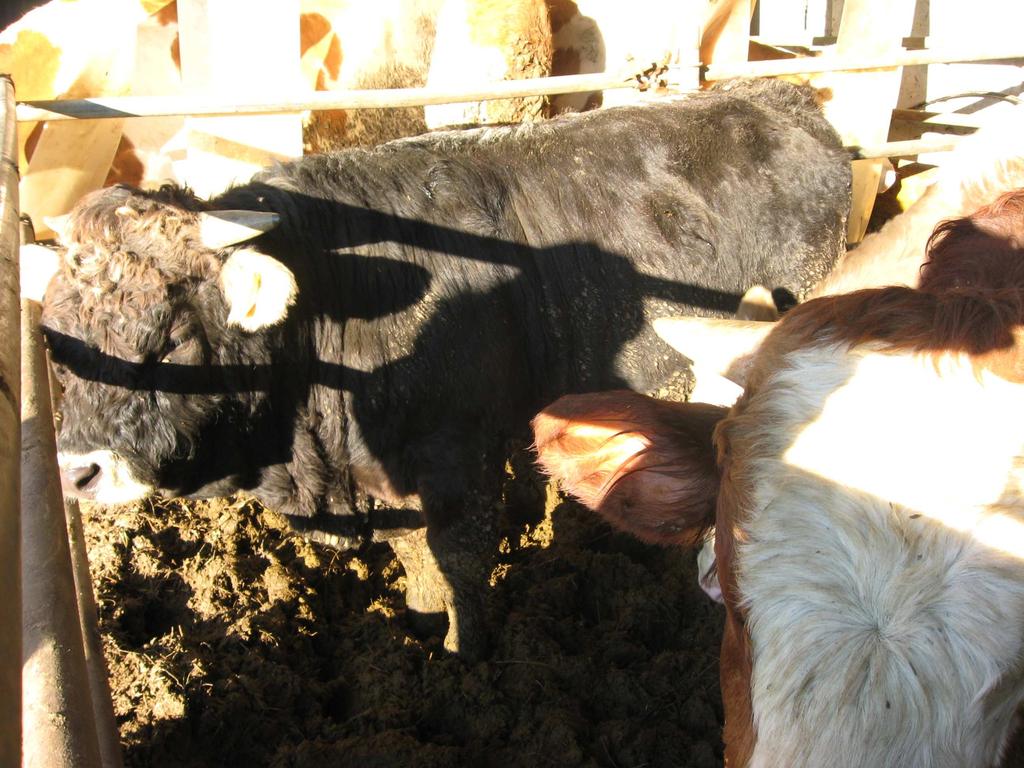 Foto 5: Vitellone maschio di razza Grigio