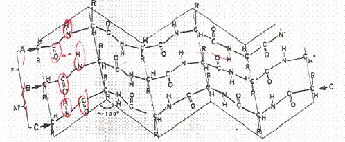 β-πτυχωµένα φύλλα (β- pleated sheets) οµή ζίγκ ζαγκ, πιο τεντωµένη από α έλικα.