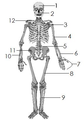 ε) Το μόνο κινητό οστό του κρανίου είναι: A. το μετωπιαίο οστό B. η άνω γνάθος Γ. το κροταφικό οστό Δ. το ινιακό οστό Ε.