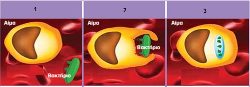 α) Ένας ερευνητής μπέρδεψε δύο δείγματα μικροβίων (Α και Β) με τα οποία εργαζόταν. Tο μικρόβιο Α διαθέτει χυμοτόπιο και κυτταρικό τοίχωμα και το μικρόβιο Β δεν έχει καθόλου πυρήνα.