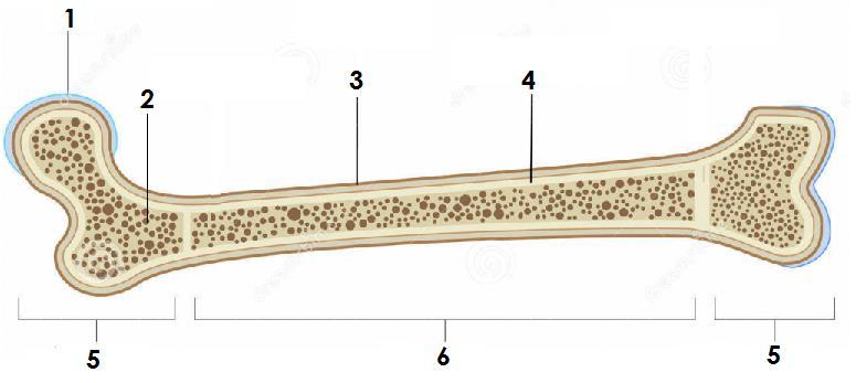 Ερώτηση 5 α) Το πιο κάτω σχήμα αφορά τη δομή (μορφολογία) των οστών. Να ονομάσετε τα μέρη του οστού 1-6 που φαίνονται στο σχήμα. (6 x 0.5μ = 3μ) 1... 4... 2... 5... 3... 6.