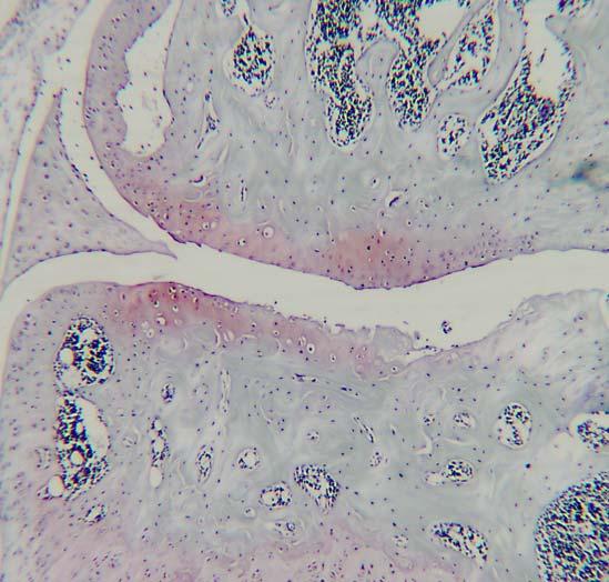 a c 50 PAR-2+/+ PAR-2-/- Cartilage