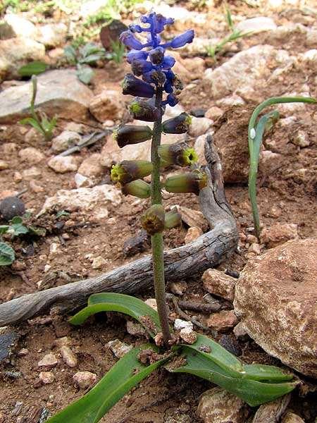 FLORA AMORGINA 103 Ηρακλειά 25/04/2011 φωτ. Γιάννης Γαβαλάς HYACINTHACEAE ΥΑΚΙΝΘΙΔΕΣ Muscari cycladicum subsp.