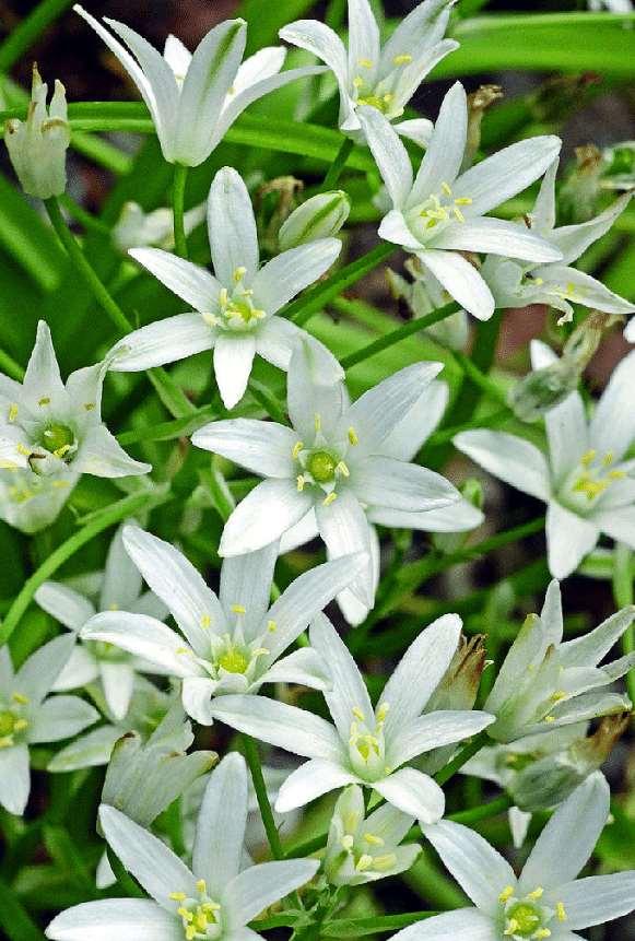 FLORA AMORGINA 104 HYACINTHACEAE ΥΑΚΙΝΘΙΔΕΣ φωτογραφία Arne Strid Ornithogalum naxense (Landström) Strid ** Ορνιθόγαλο της Νάξου Ενδημικό Νάξου και Αμοργού.