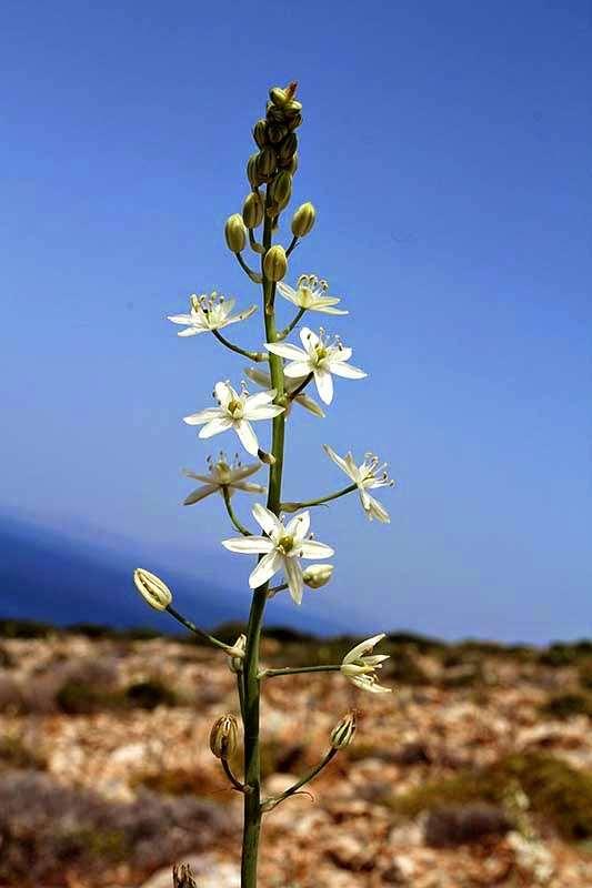 FLORA AMORGINA 105 φωτογραφία Γιάννης Γαβαλάς Αμοργοπούλα 26/05/2014 HYACINTHACEAE ΥΑΚΙΝΘΙΔΕΣ Ornithogalum creticum Zahar.