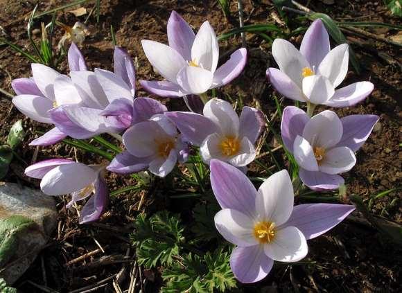 FLORA AMORGINA 106 Λαγκάδα 15/11/2009 IRIDIACEAE ΙΡΙΔΙΔΕΣ Crocus laevigatus, Bory & Chaub. 1832 * Κρόκος ο λείος Ενδημικός κρόκος της Νότιας Ελλάδας με πλατιά εξάπλωση στην Κρήτη και τις Κυκλάδες.