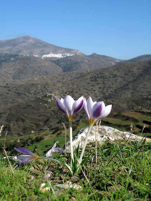 FLORA AMORGINA 107 Αγία Μαρίνα