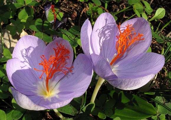 FLORA AMORGINA 108 Ηρακλειά 17/11/2009 IRIDIACEAE ΙΡΙΔΙΔΕΣ Crocus tournefortii Gay 1832 * Κρόκος του Τουρνεφόρ Ενδημικός Κρήτης, Δωδεκανήσου, Κυκλάδων και Ύδρας.