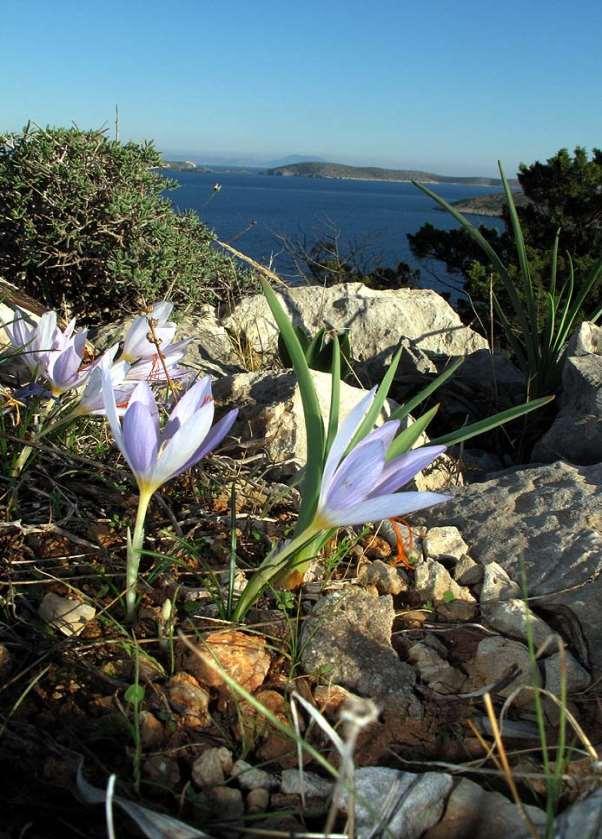 FLORA AMORGINA 109 Ηρακλειά 17/11/2009 Στο βάθος