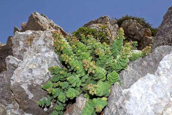 FLORA AMORGINA 111 φωτογραφία