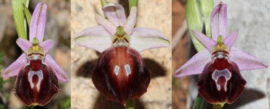 FLORA AMORGINA 112 Φωτ. Γιάννης Γαβαλάς Ηρακλειά 02/03/2017 ORCHIDACEAE ΟΡΧΙΔΙΔΕΣ Ophrys aegaea Kalteisen & H.R.Reinhard 1987 * Οφρύς τους Αιγαίου Ενδημική ορχιδέα Καρπάθου, Κάσου, Αμοργού, Ηρακλειάς και Δονούσας.