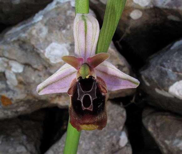 FLORA AMORGINA 114 Λαγκάδα 03/04/2010 ORCHIDACEAE ΟΡΧΙΔΙΔΕΣ Ophrys aeoli, P. Delforge 1997 * Οφρύς του Αιόλου Ενδημική της Αμοργού και της Αστυπάλαιας. Περιγράφηκε από τα Κατάπολα της Αμοργού.