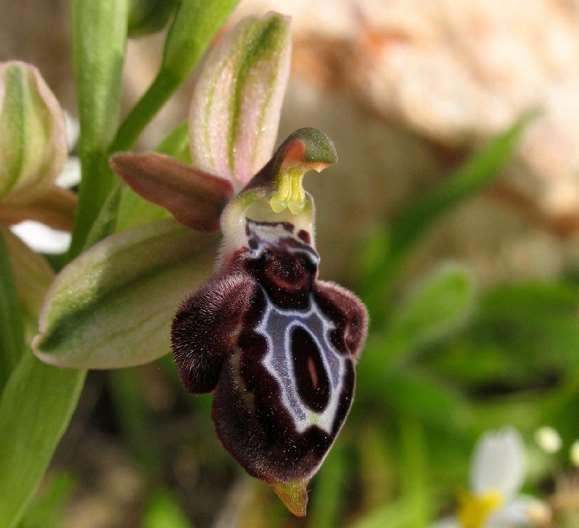 FLORA AMORGINA 116 Ηρακλειά 18/03/2008 φωτογραφία Γιάννης Γαβαλάς ORCHIDACEAE ΟΡΧΙΔΙΔΕΣ Ophrys ariadnae Paulus, 1994 * Οφρύς της Αριάδνης Ενδημική ορχιδέα της νότιας νησιωτικής Ελλάδας, με κύρια