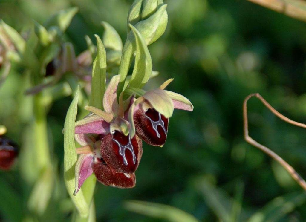 FLORA AMORGINA 119 ORCHIDACEAE ΟΡΧΙΔΙΔΕΣ Ophrys ferrum-equinum Desf. 1807 subsp. convexa B. Baumann & H.