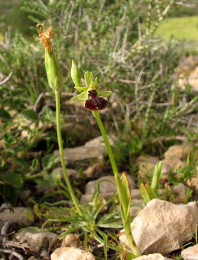 FLORA AMORGINA 120 φωτ. Γιάννης Γαβαλάς Ηρακλειά 14/04/2008 ORCHIDACEAE ΟΡΧΙΔΙΔΕΣ Ophrys gortynia (H.