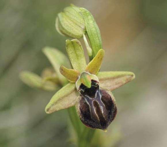 FLORA AMORGINA 121 ORCHIDACEAE ΟΡΧΙΔΙΔΕΣ Ophrys cretensis (H.Baumann & Kunkele) Paulus 1988 * Οφρύς της Κρήτης Θεωρήθηκε ενδημική της Κρήτης αλλά αργότερα βρέθηκε στην Αμοργό και τις Κυκλάδες.