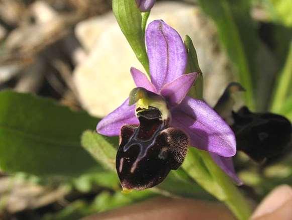 FLORA AMORGINA 122 φωτογραφία Γιάννης Γαβαλάς ORCHIDACEAE ΟΡΧΙΔΙΔΕΣ Ηρακλειά 15/03/2008 Ophrys icariensis M.Hirth & H.