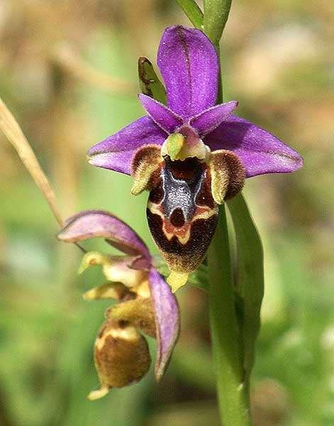 FLORA AMORGINA 123 Κατάπολα 31/03/2010 ORCHIDACEAE ΟΡΧΙΔΙΔΕΣ Ophrys heldreichii Schltr. 1923 * Οφρύς του Χελδράϊχ Ενδημική ορχιδέα Κρήτης, Κυκλάδων, Αν. Πελοποννήσου, Αττικής.