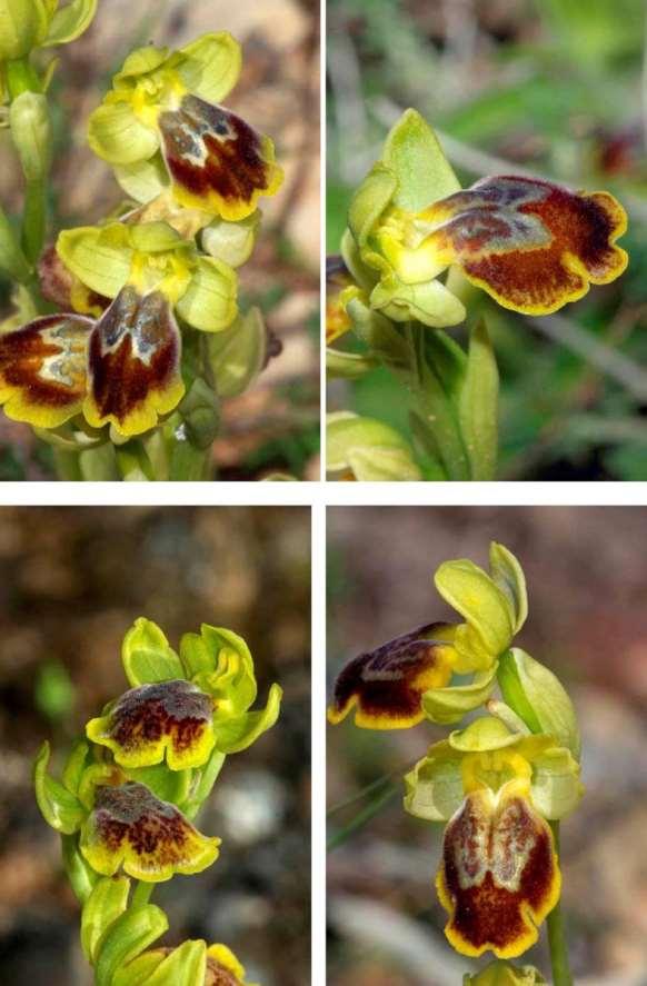 FLORA AMORGINA 124 ORCHIDACEAE ΟΡΧΙΔΙΔΕΣ Ophrys heracleotica Gavalas, Kreutz & Z.