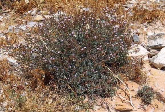 FLORA AMORGINA 126 PLUMBAGINACEAE Limonium graecum (Poir.) Rech. f. 1943 ** Λειμώνιον το γραικό Κάτω Κάμπος 29/06/2005 Ενδημικό φυτό των Κυκλάδων.