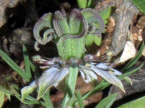 FLORA AMORGINA 127 RANUNCULACEAE ΡΑΝΟΥΝΚΟΥΛΙΔΕΣ Nigella doerfleri Vierhapper, 1926 * Nιγκέλα του Ντέρφλερ φωτογραφία Γιάννης Γαβαλάς Η Νιγκέλα του Ντέρφλερ είναι ενδημική της Κρήτης, των Κυκλάδων,
