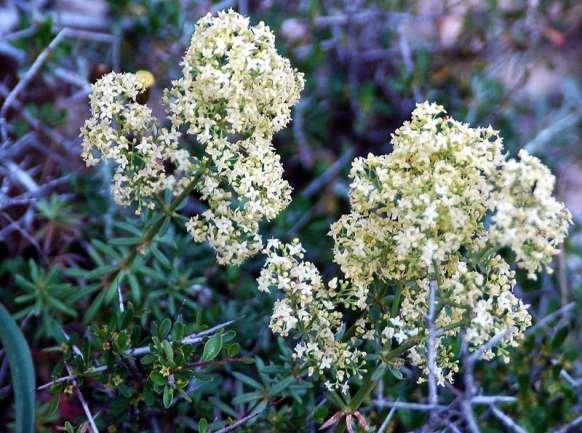 FLORA AMORGINA 128 RUBIACEAE Χοζοβιώτισσα 27/04/2005 Galium amorginum Halácsy, 1901 * Γάλιο της Αμοργού Ενδημικό Κυκλάδων και Καρπάθου.