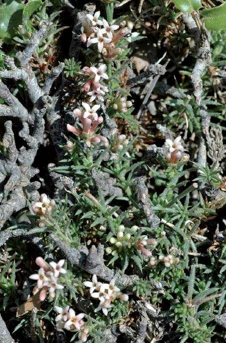 FLORA AMORGINA 129 RUBIACEAE φωτογραφία Arne Strid Asperula abbreviata (Halácsy) Rech. f. 1943 ** Ασπερούλα η στενόμακρη Ενδημικό Αμοργού και Νάξου.