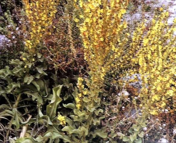 FLORA AMORGINA 130 SCROPHULARIACEAE Verbascum adeliae Heldr. 1856 ** Βερμπάσκο του Αντέλια Ενδημικό των Κυκλάδων από την Αμοργό, την Νάξο και την Μύκονο.