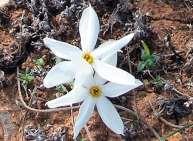 FLORA AMORGINA 134 Narcissus obsoletus (Haw.) Spach, 1846 Στην Αμοργό λέγεται «αγριο -μαρτακούδι». Είναι ο φθινοπωρινός νάρκισσος, που ανθίζει από τον Σεπτέμβριο έως και τα τέλη Νοεμβρίου.