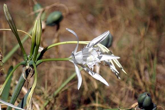 FLORA AMORGINA 136 AMARYLLIDACEAE ΑΜΑΡΥΛΛΙΔΕΣ Pancratium maritimum L.