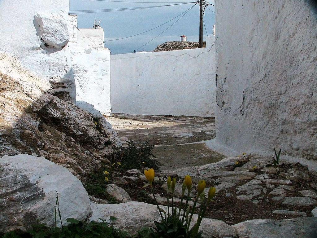 FLORA AMORGINA 141 Στα βράχια του κάστρου