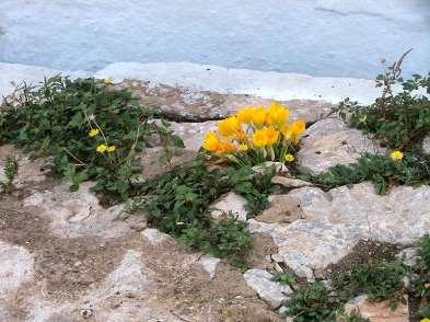 εμφανίζονται το φθινόπωρο τα ανθισμένα