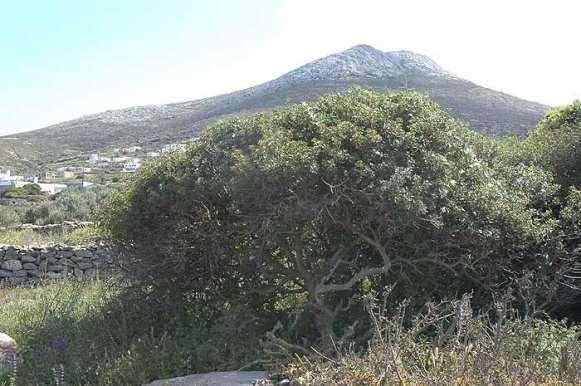 FLORA AMORGINA 142 ANACARDIACEAE ΑΝΑΚΑΡΔΙΔΕΣ Pistacia lentiscus L. 1753 Πιστακία η λεντίσκος (σχίνος, σχινιά) Μαστίχα.